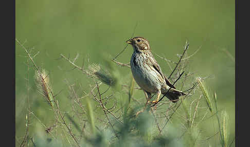 Grauammer (Miliaria calandra)