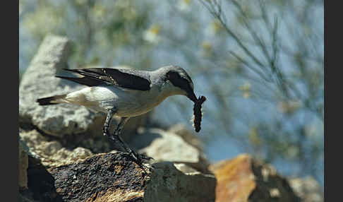 Steinschmätzer (Oenanthe oenanthe)