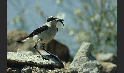 Steinschmätzer (Oenanthe oenanthe)