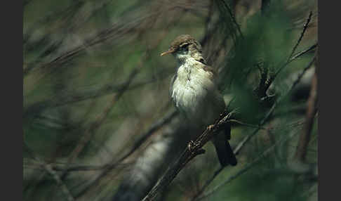 Blassspötter (Hippolais pallida)