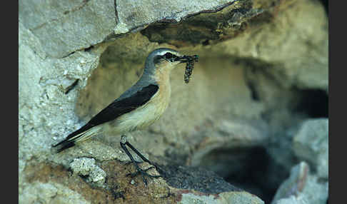 Steinschmätzer (Oenanthe oenanthe)