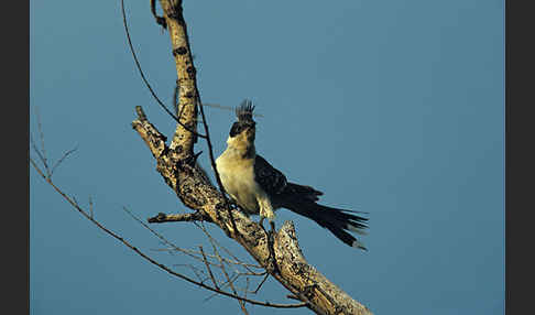 Häherkuckuck (Clamator glandarius)