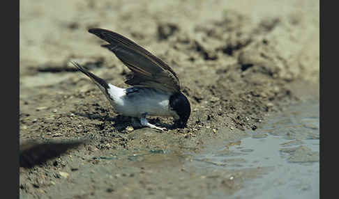 Mehlschwalbe (Delichon urbica)