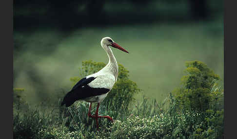 Weißstorch (Ciconia ciconia)