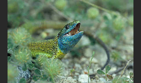 Smaragdeidechse (Lacerta viridis)