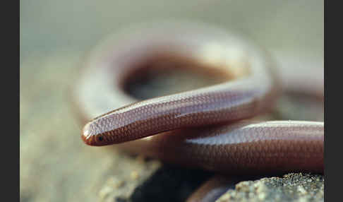 Wurmschlange (Typhlops vermicularis)