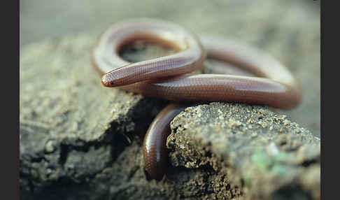 Wurmschlange (Typhlops vermicularis)