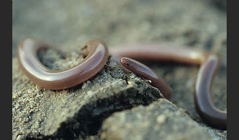 Wurmschlange (Typhlops vermicularis)