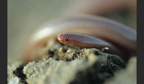 Wurmschlange (Typhlops vermicularis)