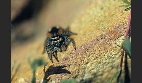 Springspinne spec. (Salticus spec.)