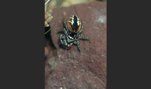 Springspinne spec. (Salticus spec.)