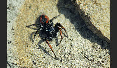 Springspinne (Philaeus chrysops)