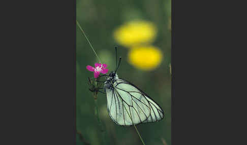 Baumweißling (Aporia crataegi)