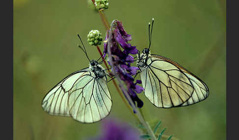 Baumweißling (Aporia crataegi)