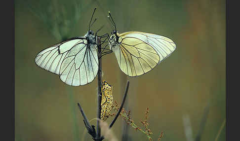 Baumweißling (Aporia crataegi)