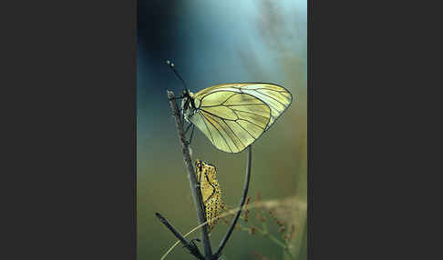 Baumweißling (Aporia crataegi)