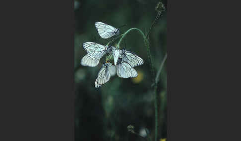 Baumweißling (Aporia crataegi)