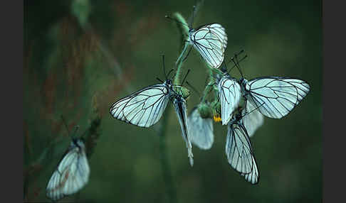 Baumweißling (Aporia crataegi)