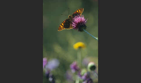 Kaisermantel (Argynnis paphia)