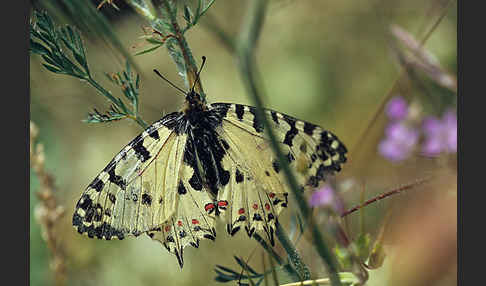 Oestlicher Osterluzeifalter (Allancastria cerisy)