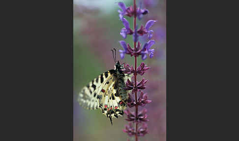 Oestlicher Osterluzeifalter (Allancastria cerisy)