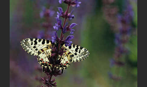 Oestlicher Osterluzeifalter (Allancastria cerisy)