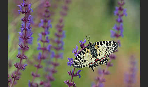 Oestlicher Osterluzeifalter (Allancastria cerisy)