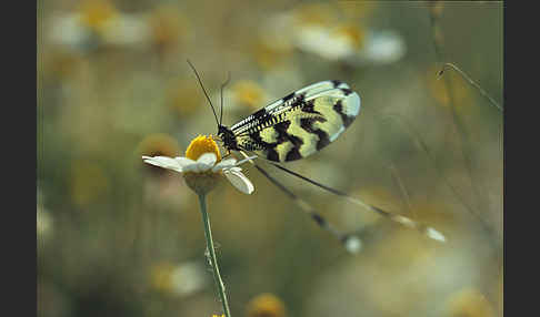 Fadenhaft (Nemoptera sinuata)