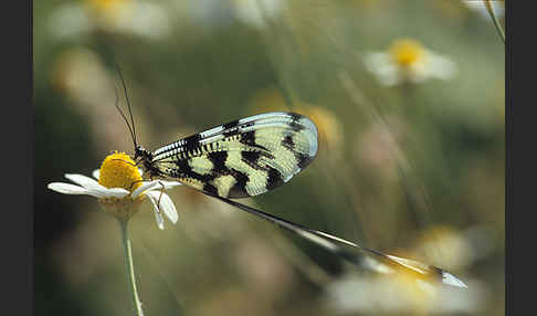 Fadenhaft (Nemoptera sinuata)