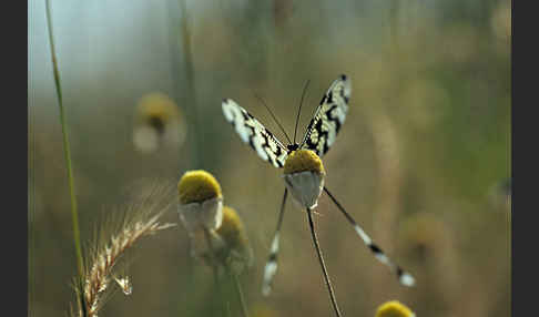 Fadenhaft (Nemoptera sinuata)