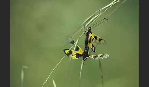 Oestlicher Schmetterlingshaft (Libelloides macaronius)