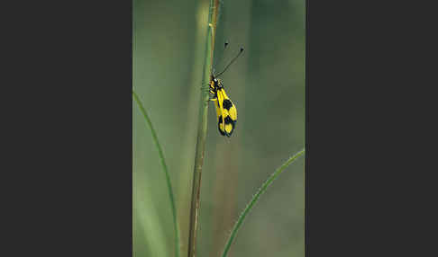 Oestlicher Schmetterlingshaft (Libelloides macaronius)