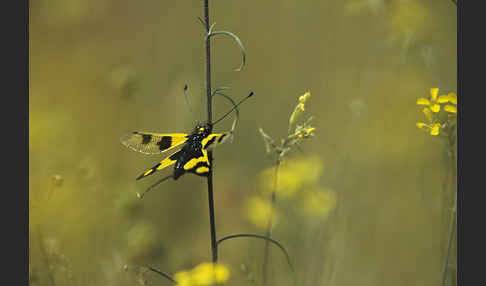 Oestlicher Schmetterlingshaft (Libelloides macaronius)