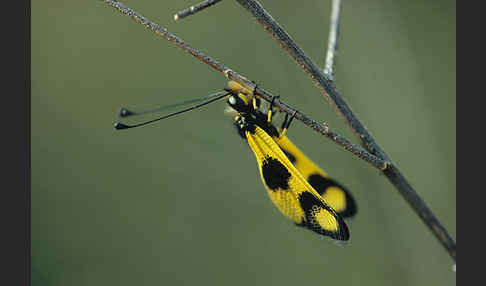 Oestlicher Schmetterlingshaft (Libelloides macaronius)