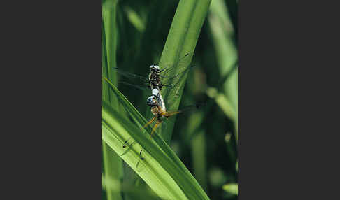 Spitzenfleck (Libellula fulva)