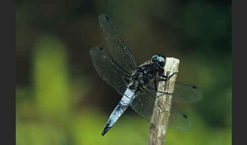 Spitzenfleck (Libellula fulva)