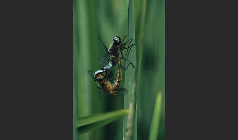 Spitzenfleck (Libellula fulva)