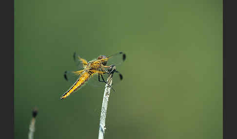 Spitzenfleck (Libellula fulva)