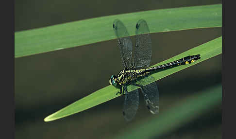 Gemeine Keiljungfer (Gomphus vulgatissimus)