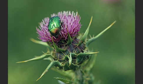 Großer Rosenkäfer (Protaetia aeruginosa)