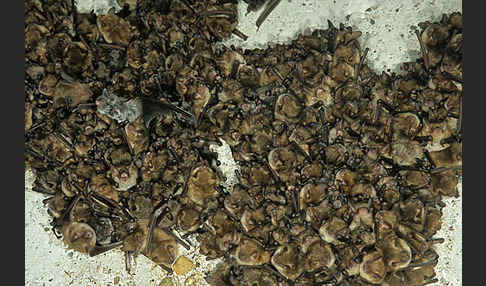 Wimperfledermaus (Myotis emarginatus)