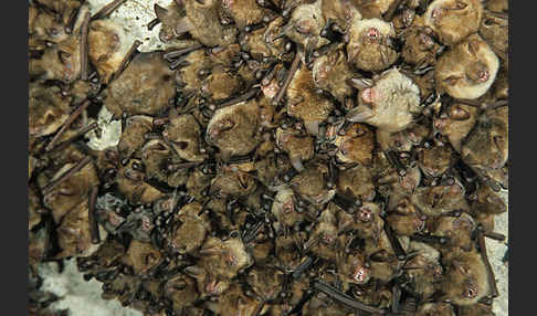 Wimperfledermaus (Myotis emarginatus)