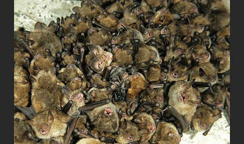 Wimperfledermaus (Myotis emarginatus)