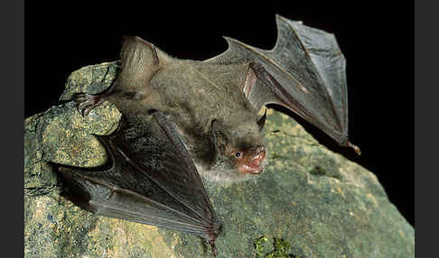 Langfußfledermaus (Myotis capaccinii)