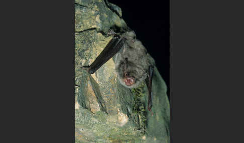 Langfußfledermaus (Myotis capaccinii)