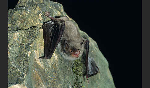 Langfußfledermaus (Myotis capaccinii)