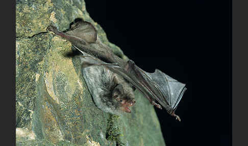 Langfußfledermaus (Myotis capaccinii)