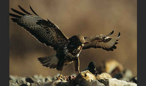 Mäusebussard (Buteo buteo)