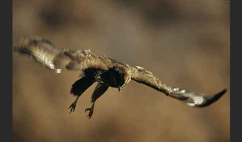 Mäusebussard (Buteo buteo)