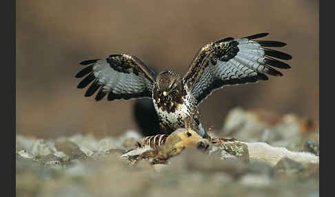 Mäusebussard (Buteo buteo)